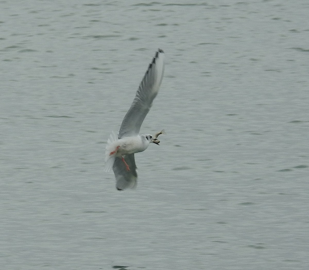 Bonaparte's Gull - ML134190731