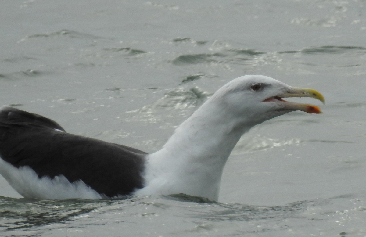 Great Black-backed Gull - ML134191751