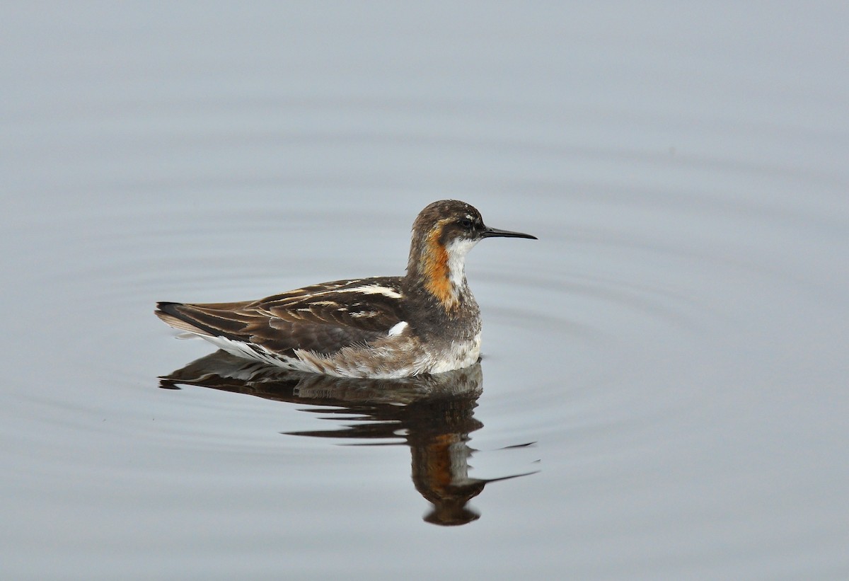 Red-necked Phalarope - Ryan O'Donnell