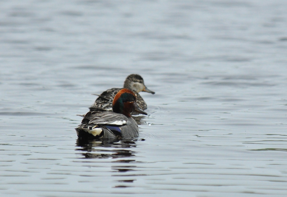 Green-winged Teal (Eurasian) - Ryan O'Donnell