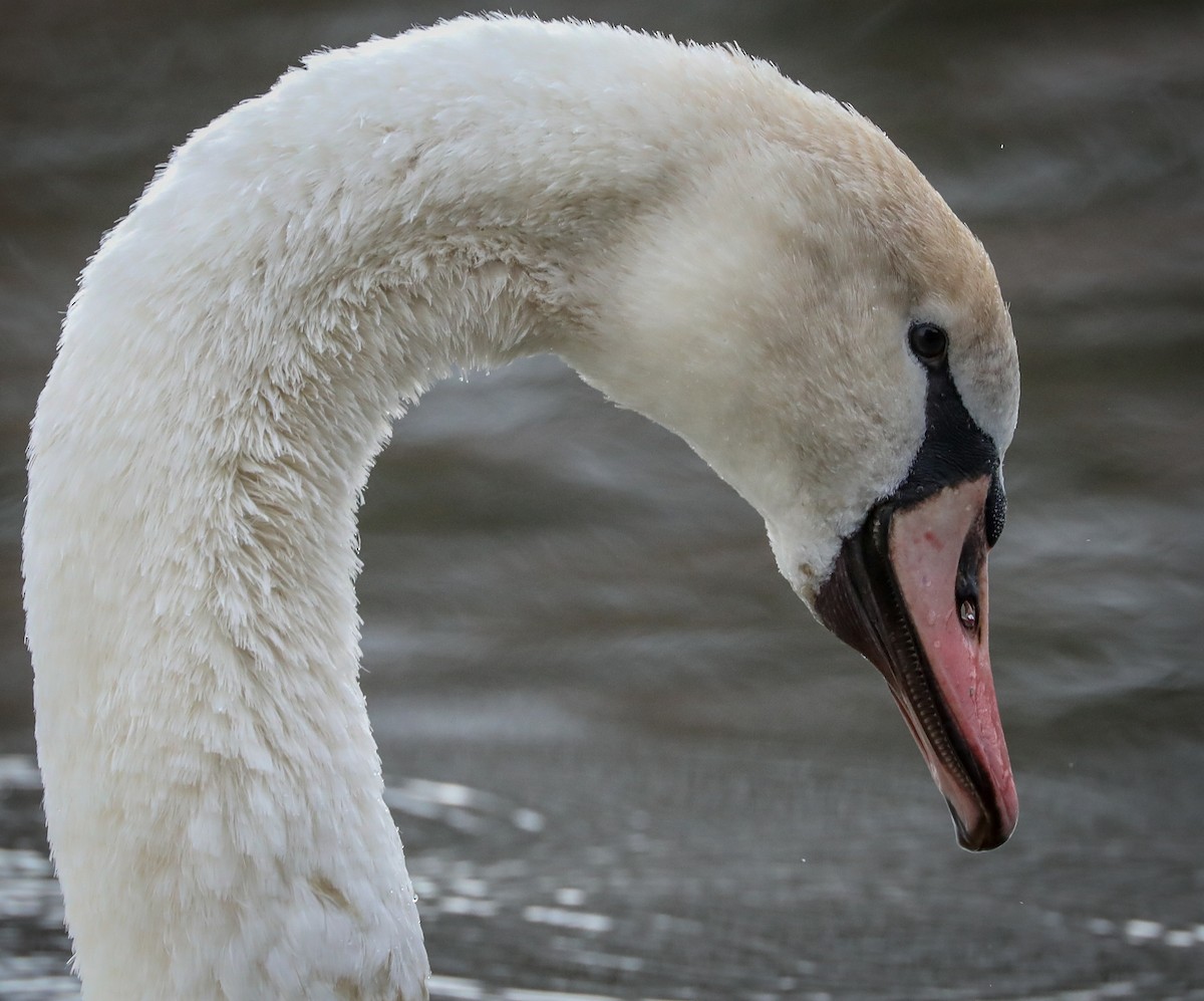 Cygne tuberculé - ML134193491