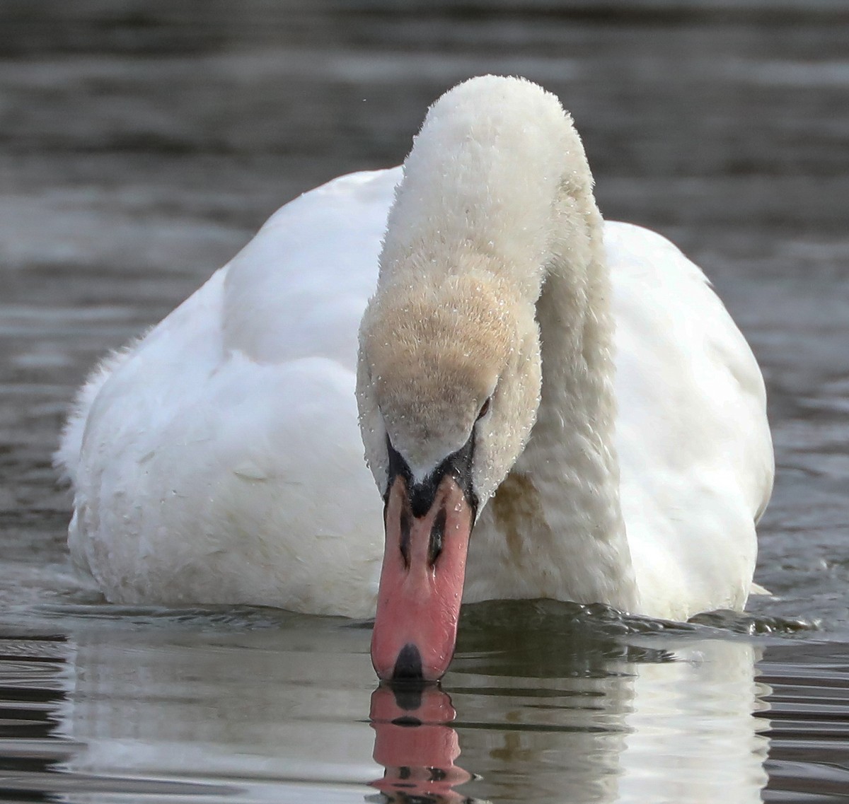 Mute Swan - ML134193511