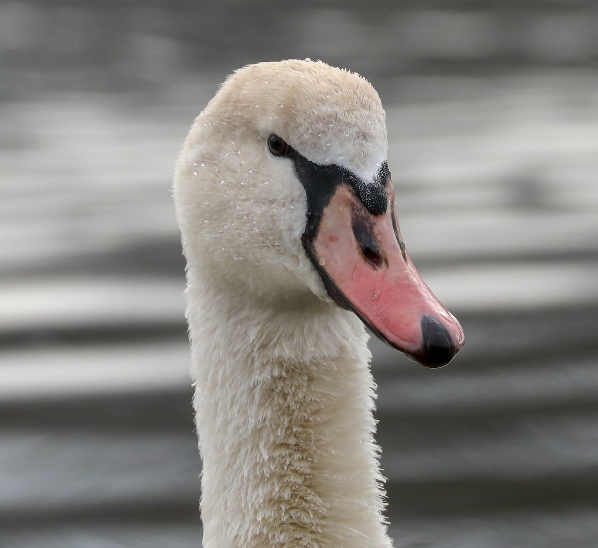 Cygne tuberculé - ML134193521