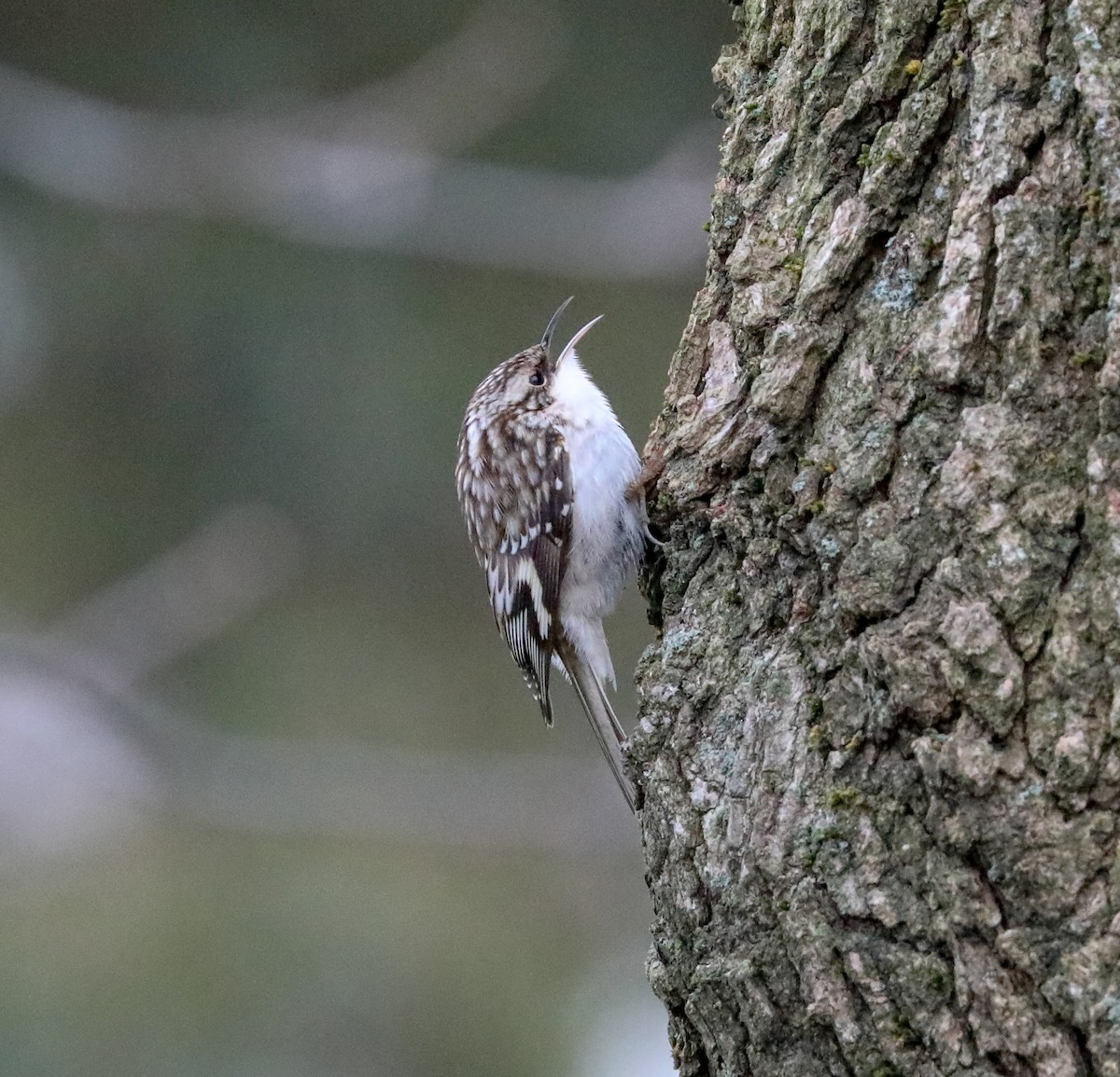 Brown Creeper - ML134193601