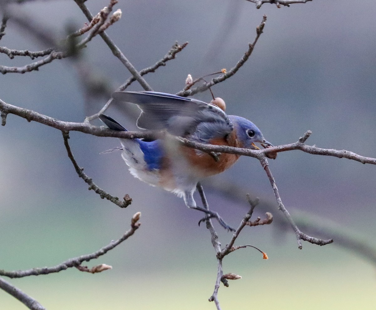 Eastern Bluebird - ML134193651