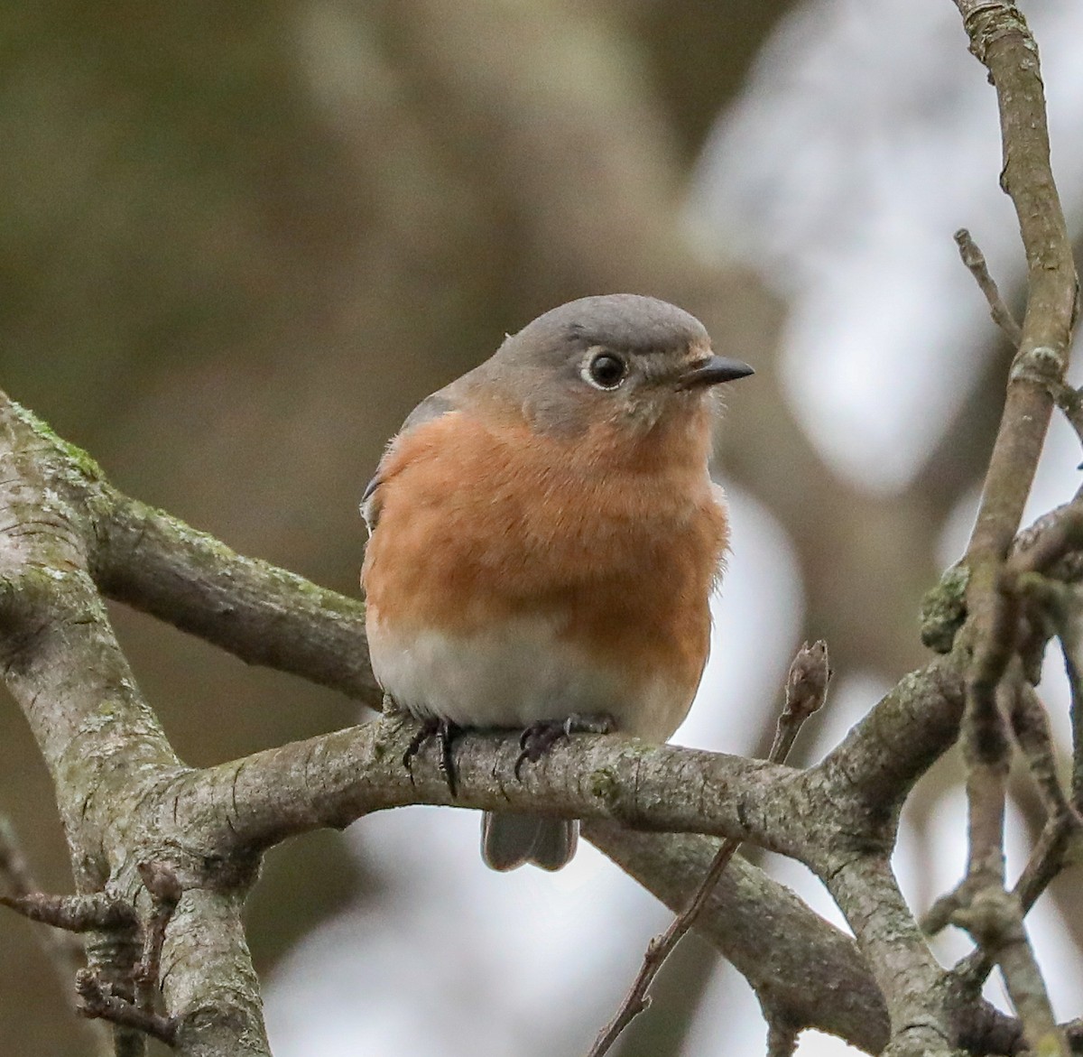 Eastern Bluebird - ML134193661