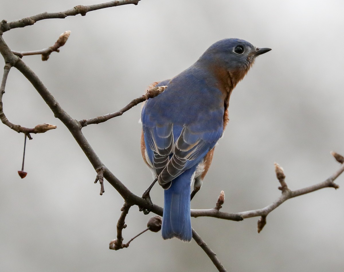 Eastern Bluebird - Anonymous