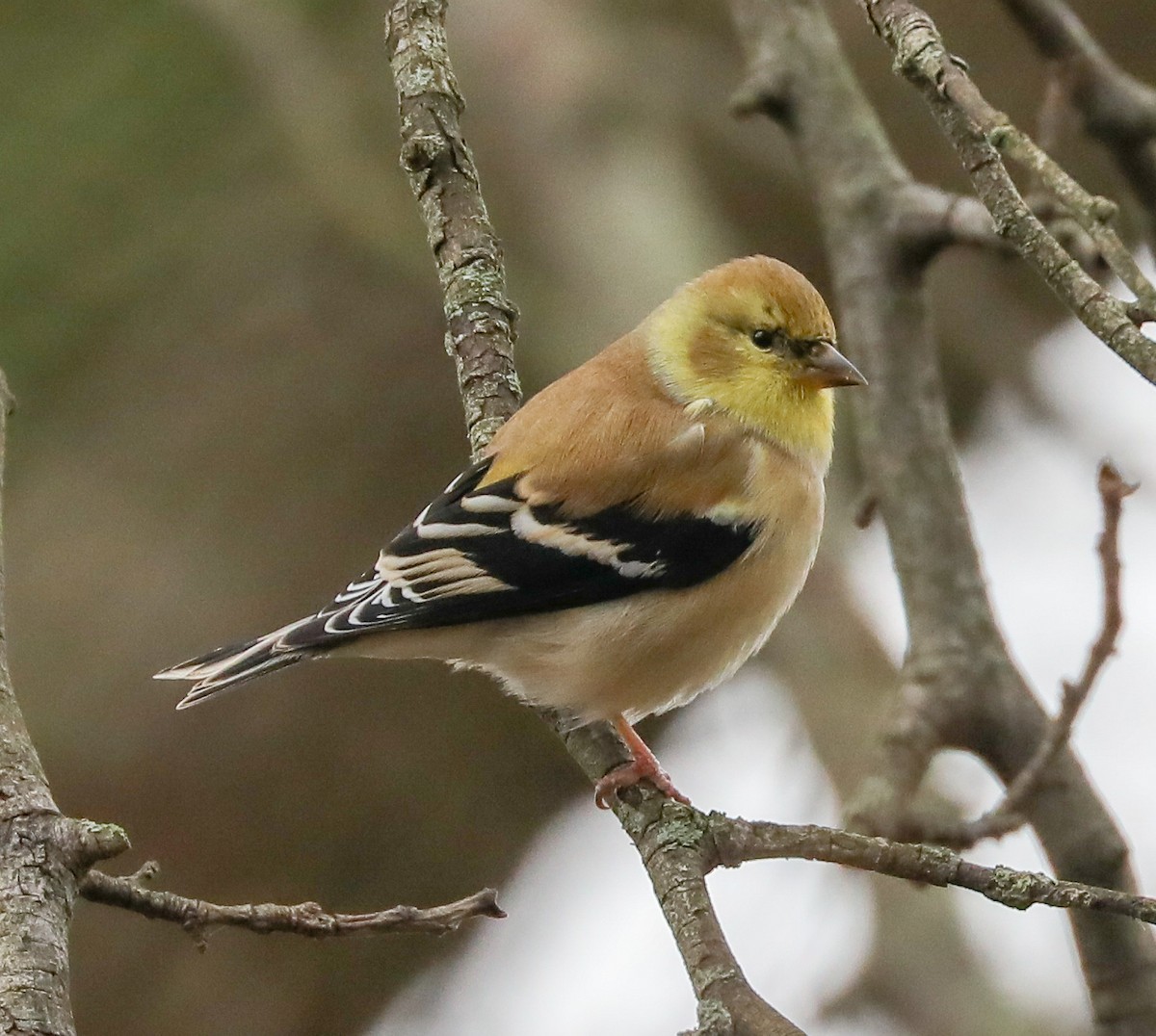 American Goldfinch - ML134193691