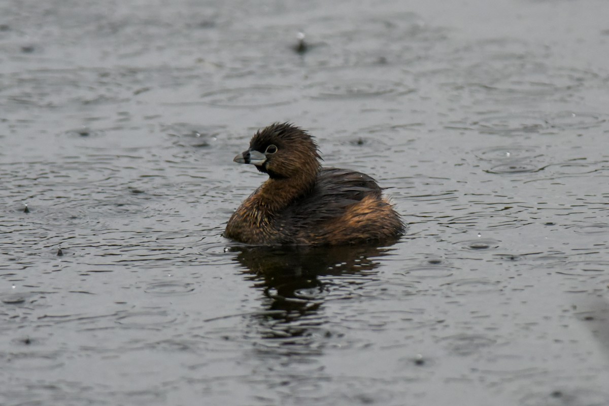 Pied-billed Grebe - Mike Charest