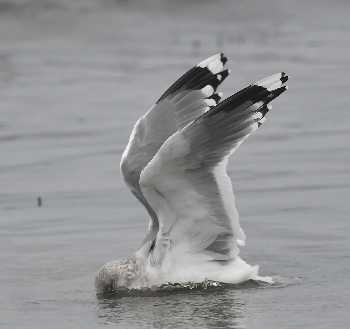 Common Gull (Kamchatka) - Suzanne Sullivan