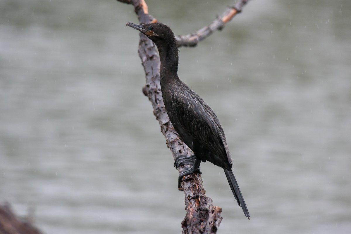 Neotropic Cormorant - ML134195141