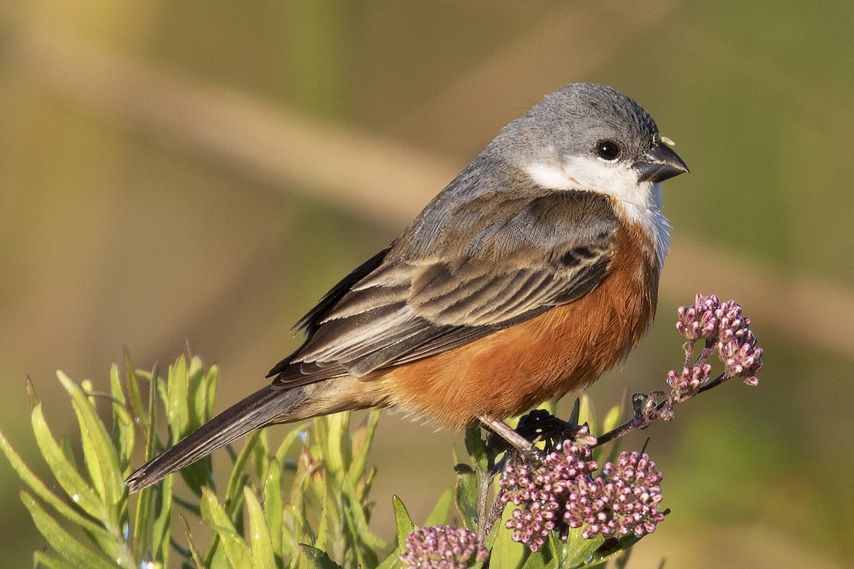 Marsh Seedeater - ML134195311