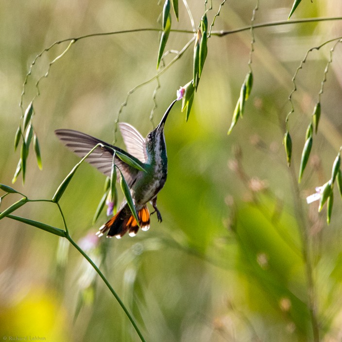 Black-throated Mango - ML134195361