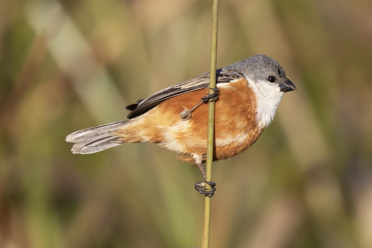 Marsh Seedeater - ML134195461