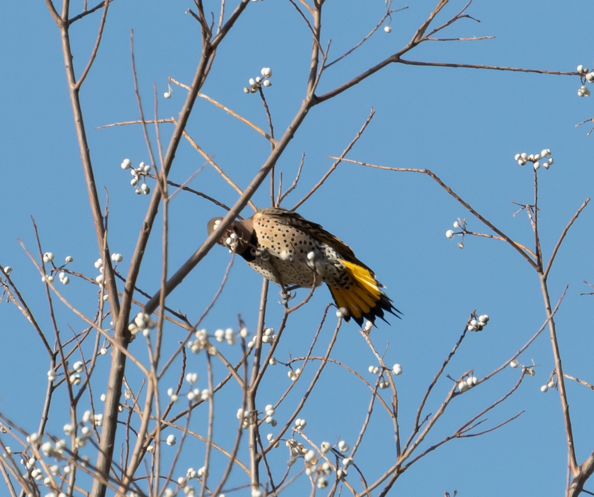 Northern Flicker (Yellow-shafted) - Maury Swoveland