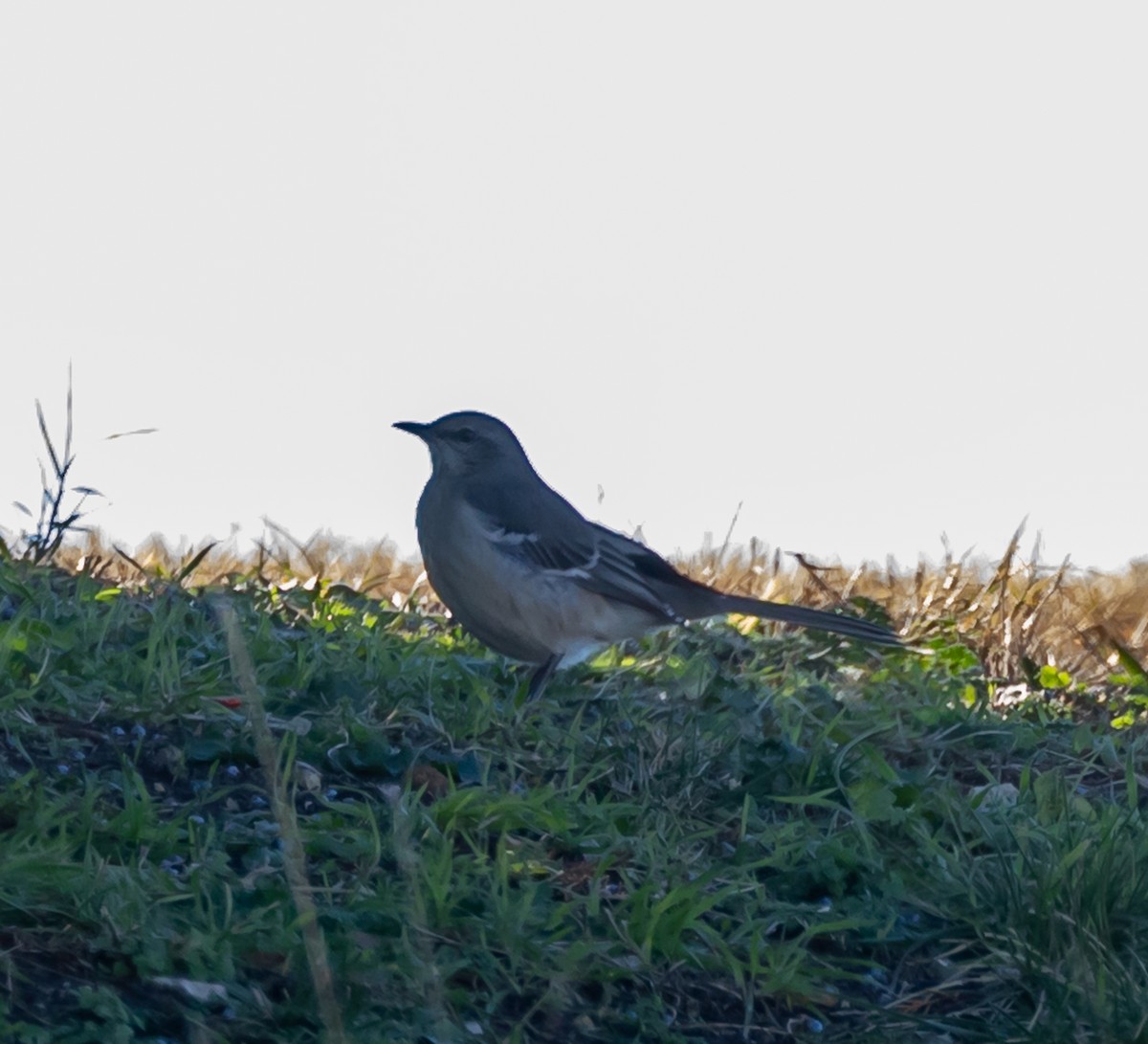 Northern Mockingbird - Maury Swoveland