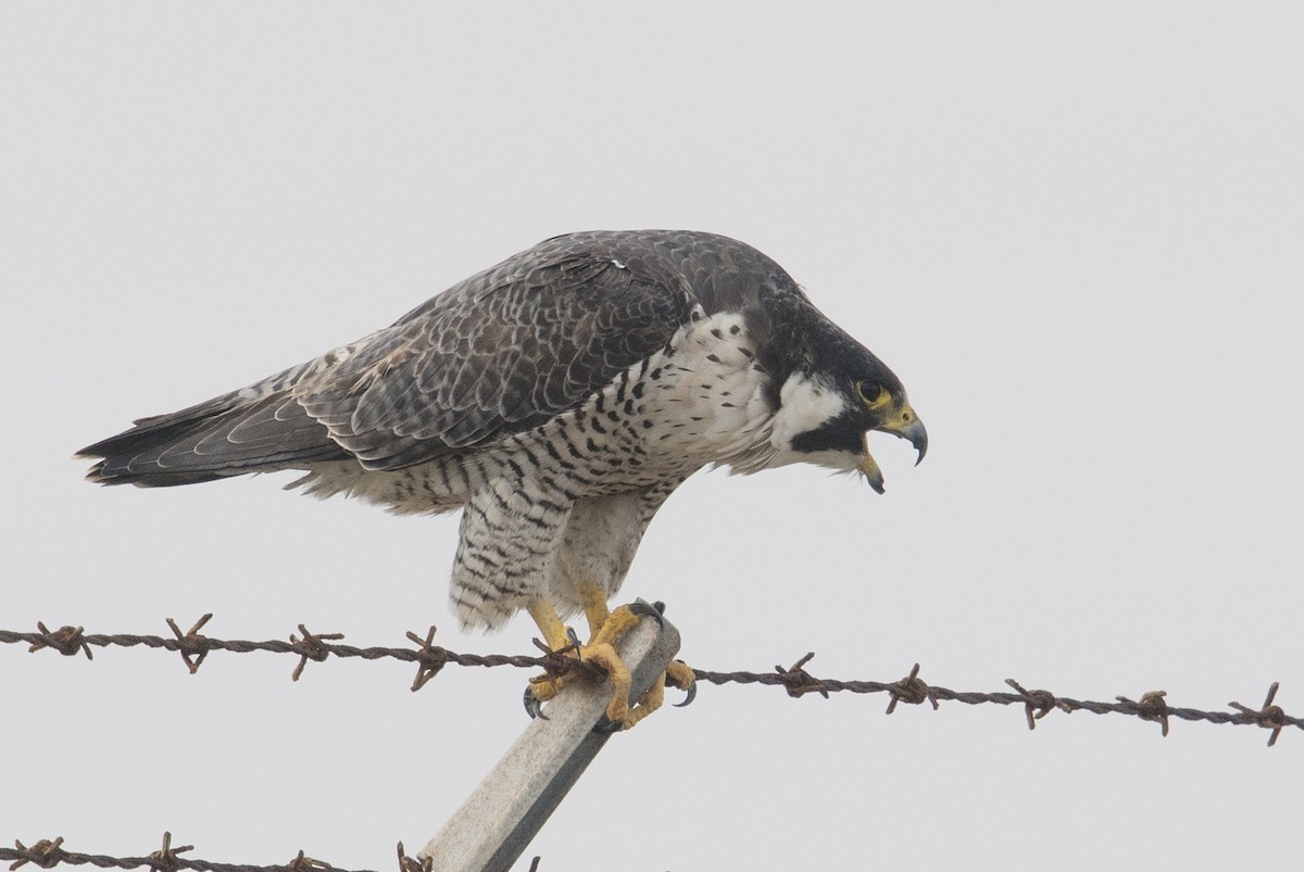 Peregrine Falcon - Thomas Bunker