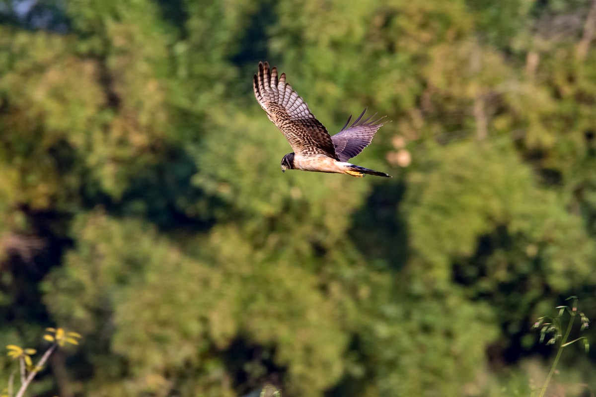 Long-winged Harrier - ML134198331