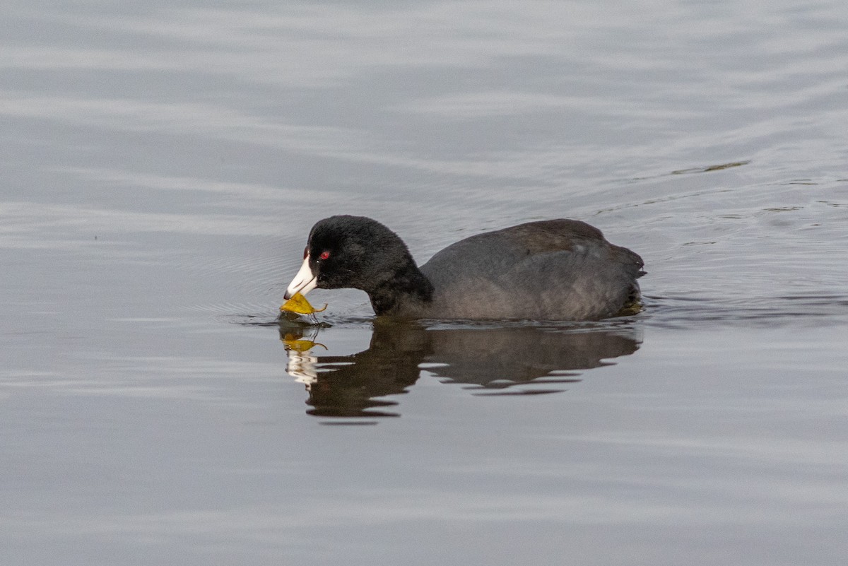 American Coot - ML134198471