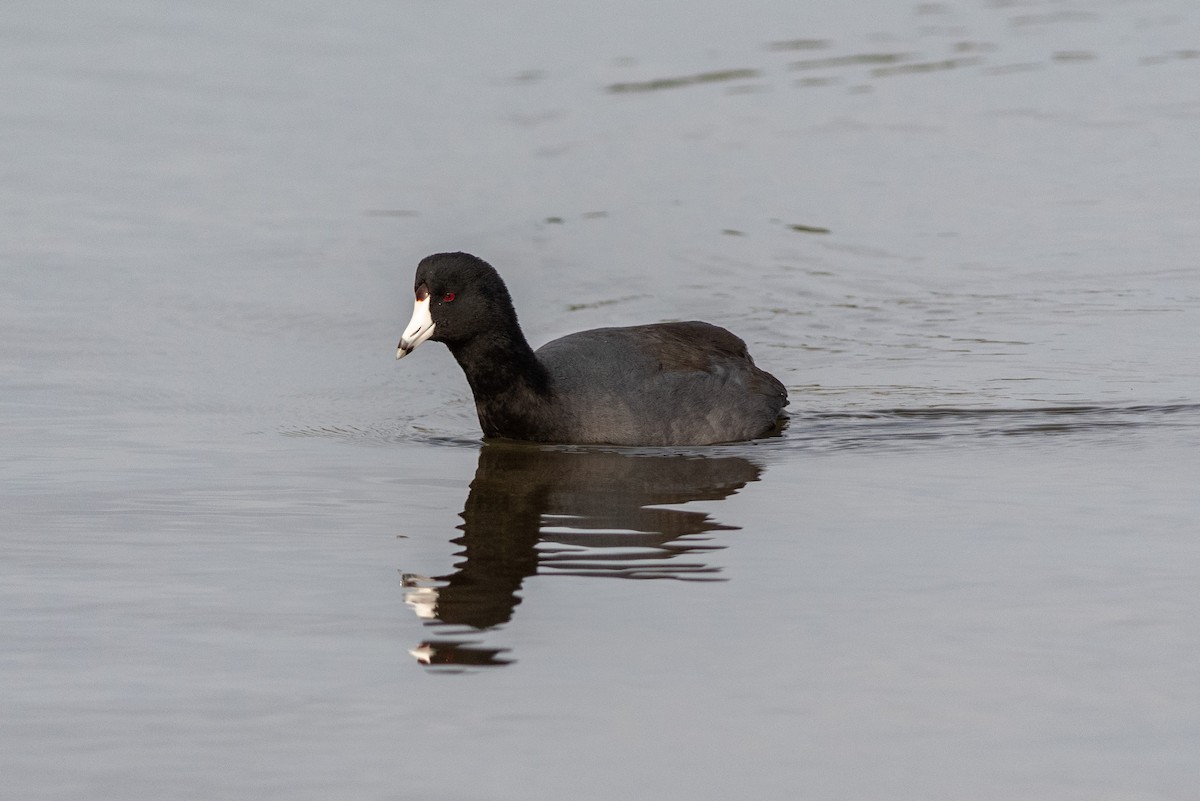 American Coot - ML134198521