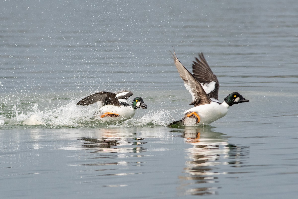 Common Goldeneye - ML134198841