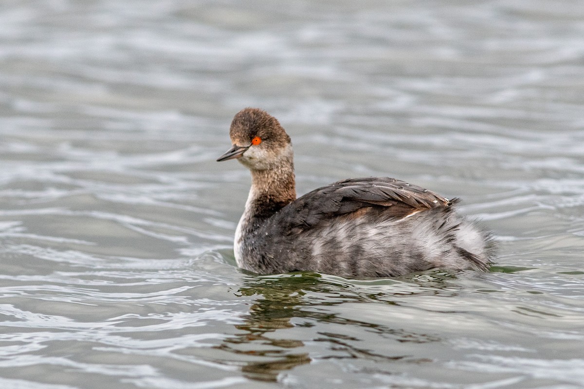 Eared Grebe - ML134198881