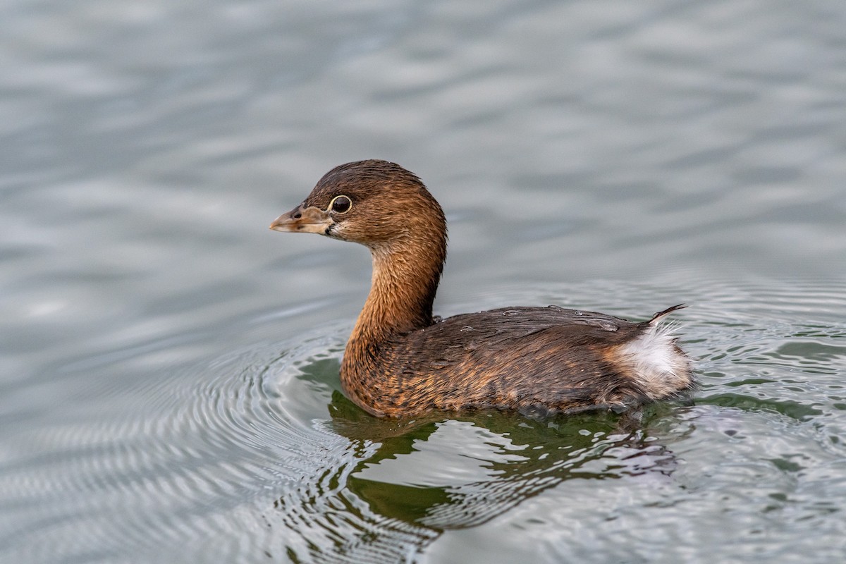 Pied-billed Grebe - ML134199021