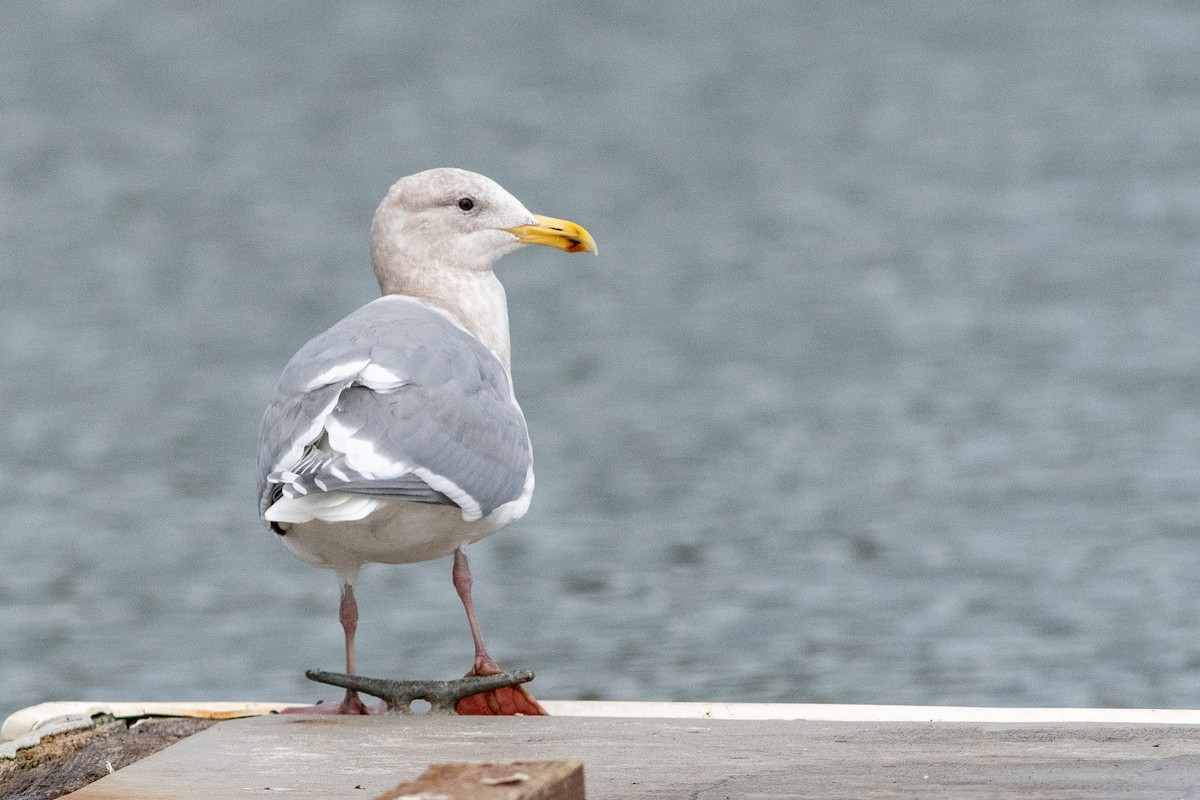 Glaucous-winged Gull - ML134199031