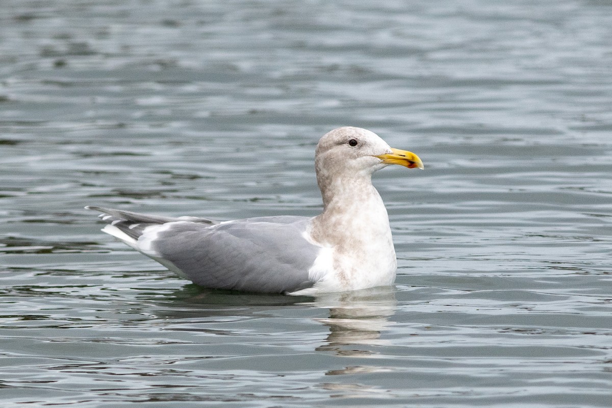 Glaucous-winged Gull - ML134199061