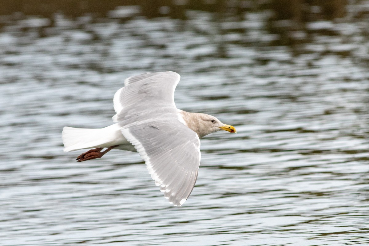 Glaucous-winged Gull - ML134199131