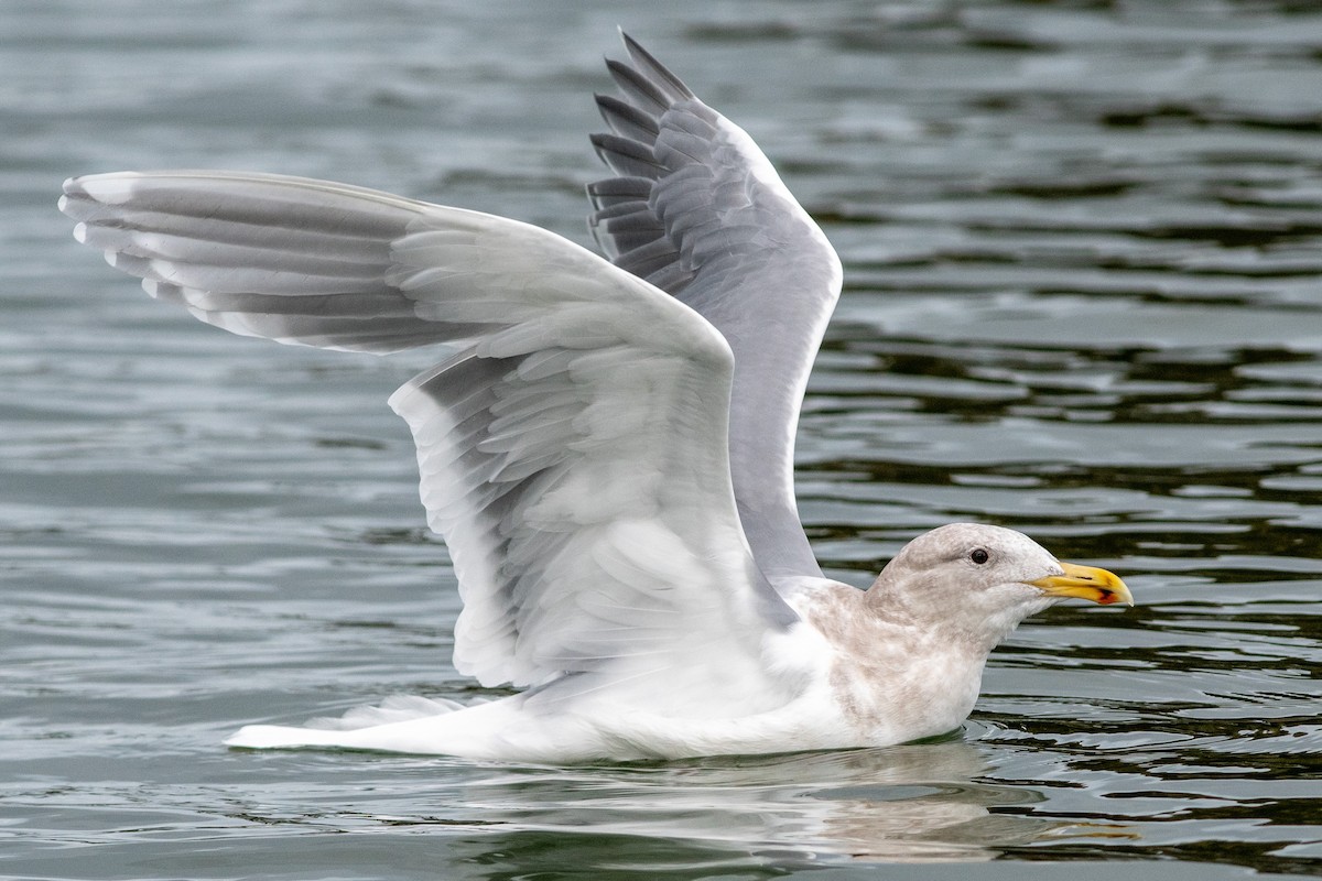 Glaucous-winged Gull - ML134199221