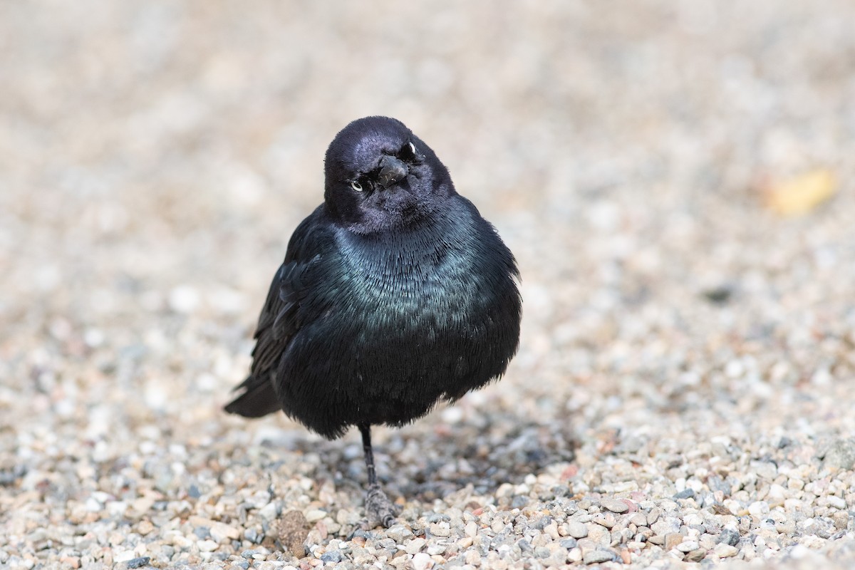 Brewer's Blackbird - ML134199231