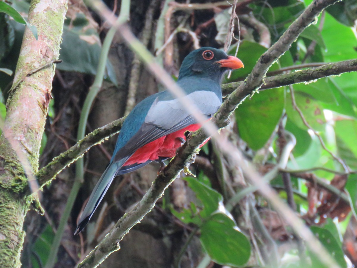 Slaty-tailed Trogon (Massena) - ML134199381