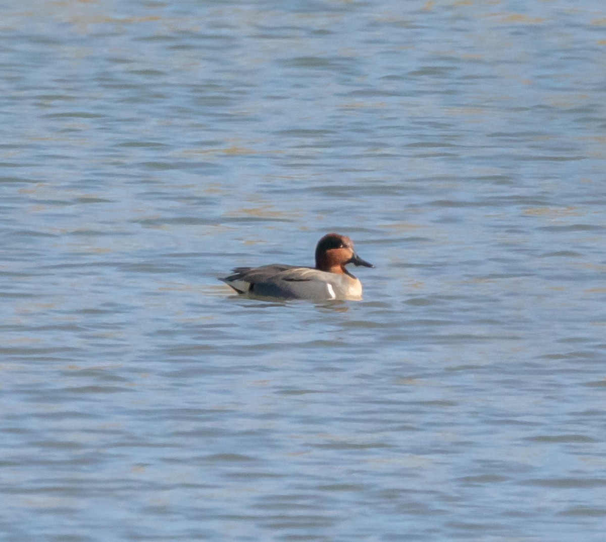 Green-winged Teal - Maury Swoveland