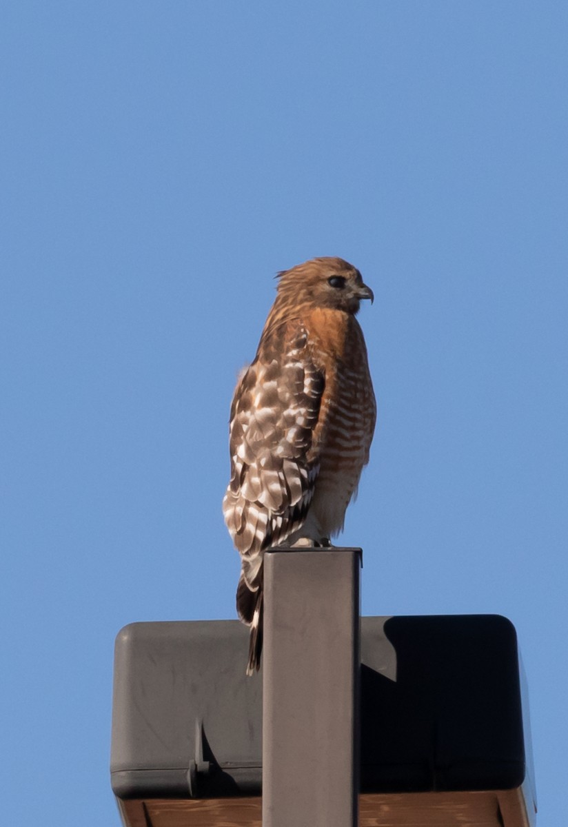 Red-shouldered Hawk - ML134202741