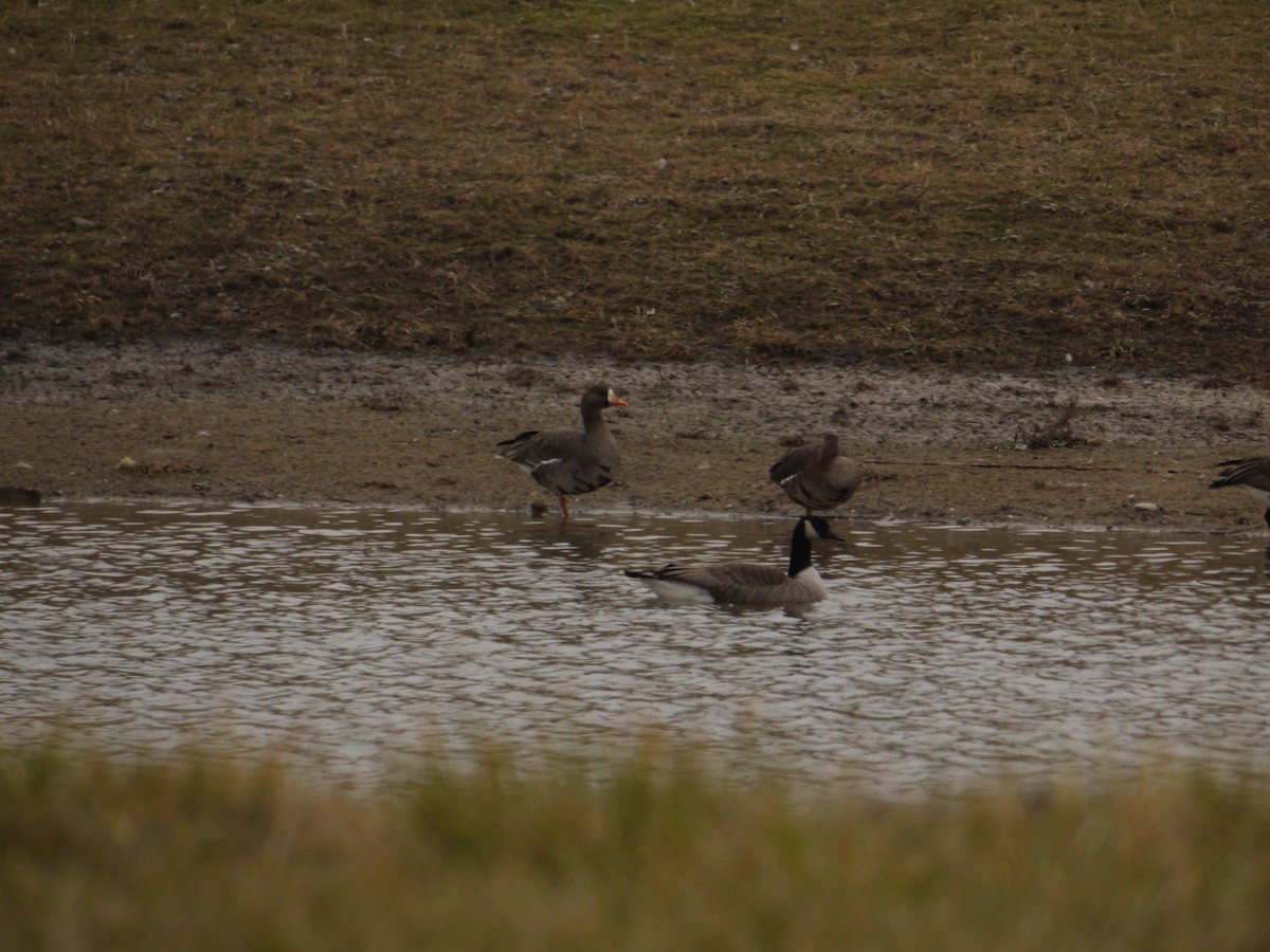 Greater White-fronted Goose - ML134203641