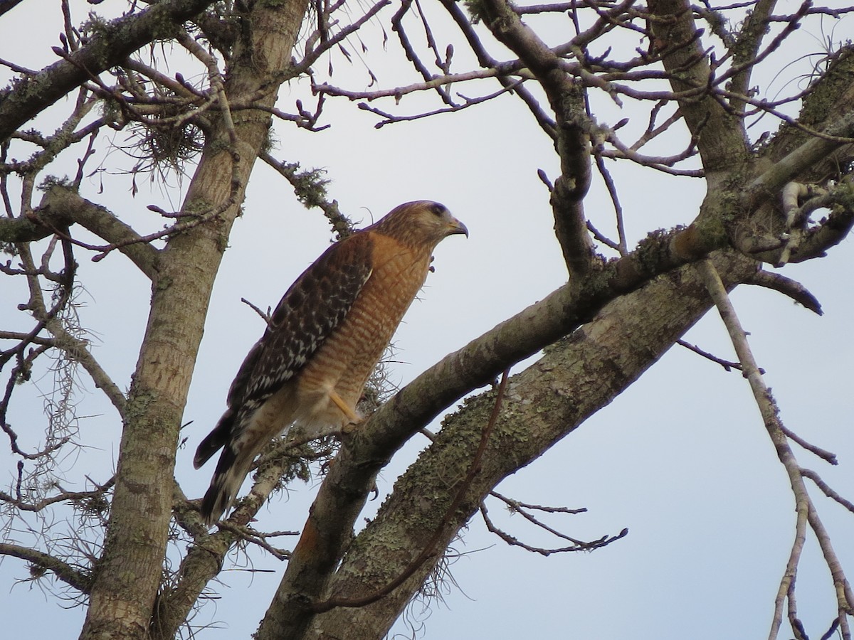 Rotschulterbussard - ML134204291