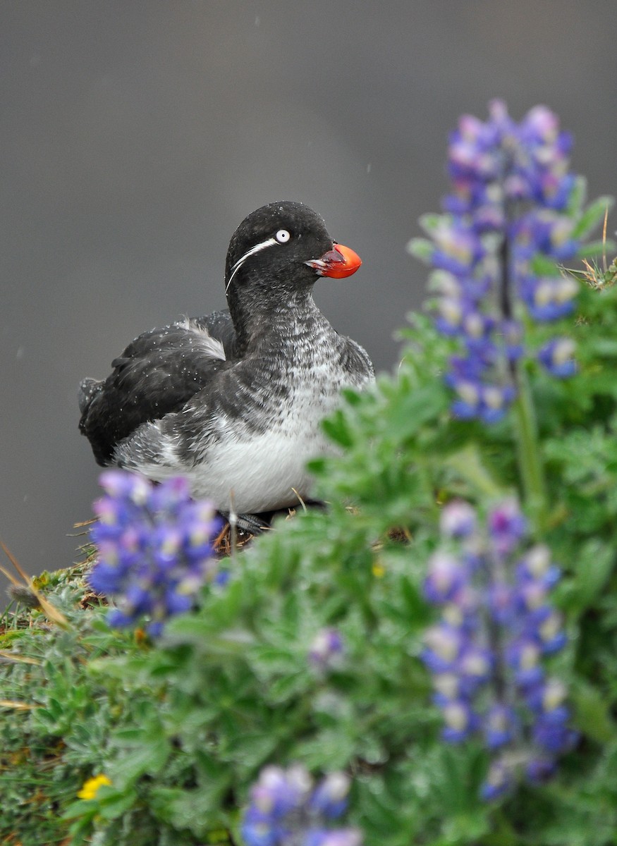 Parakeet Auklet - ML134205041