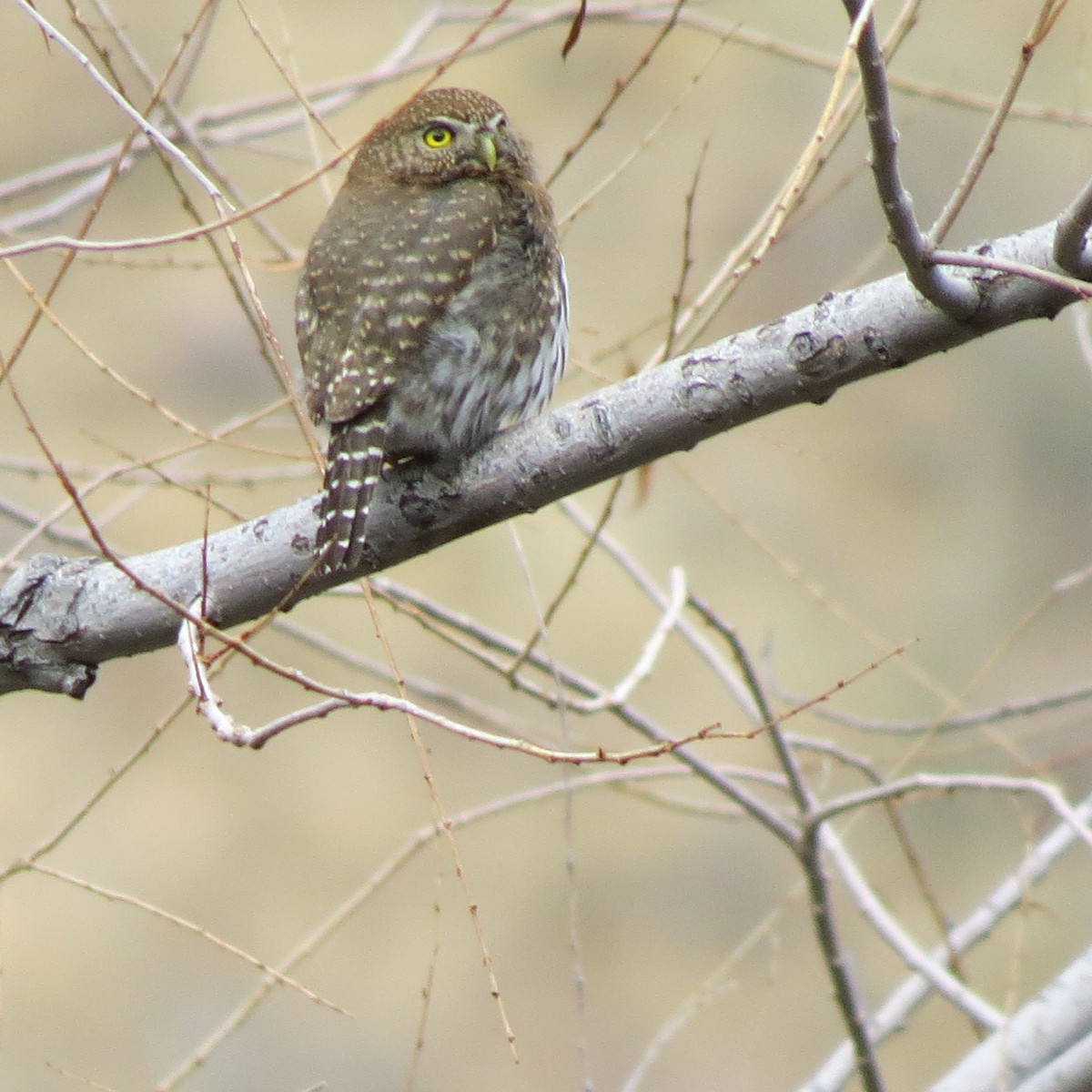 Northern Pygmy-Owl (Mountain) - ML134205431