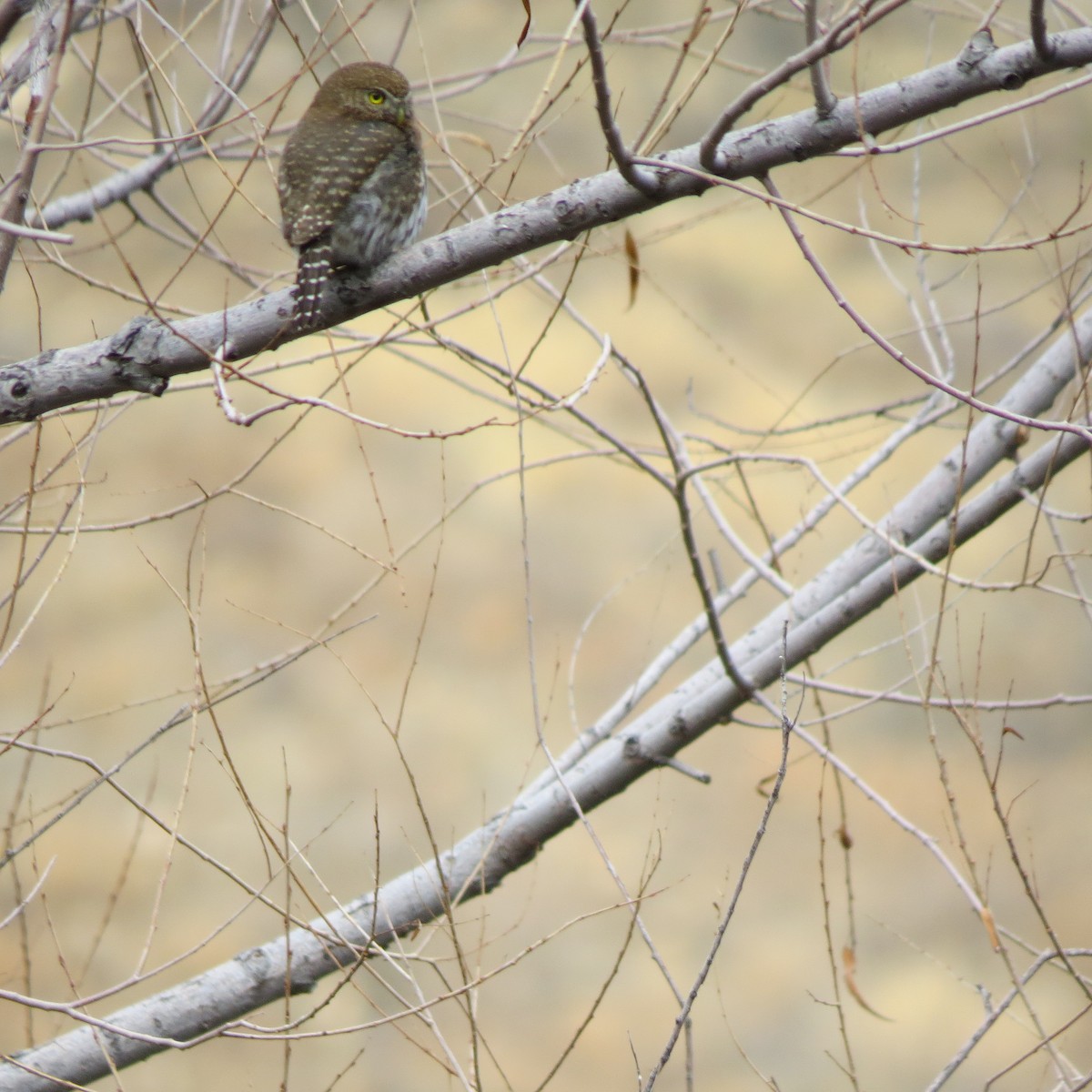 Northern Pygmy-Owl (Mountain) - ML134205491