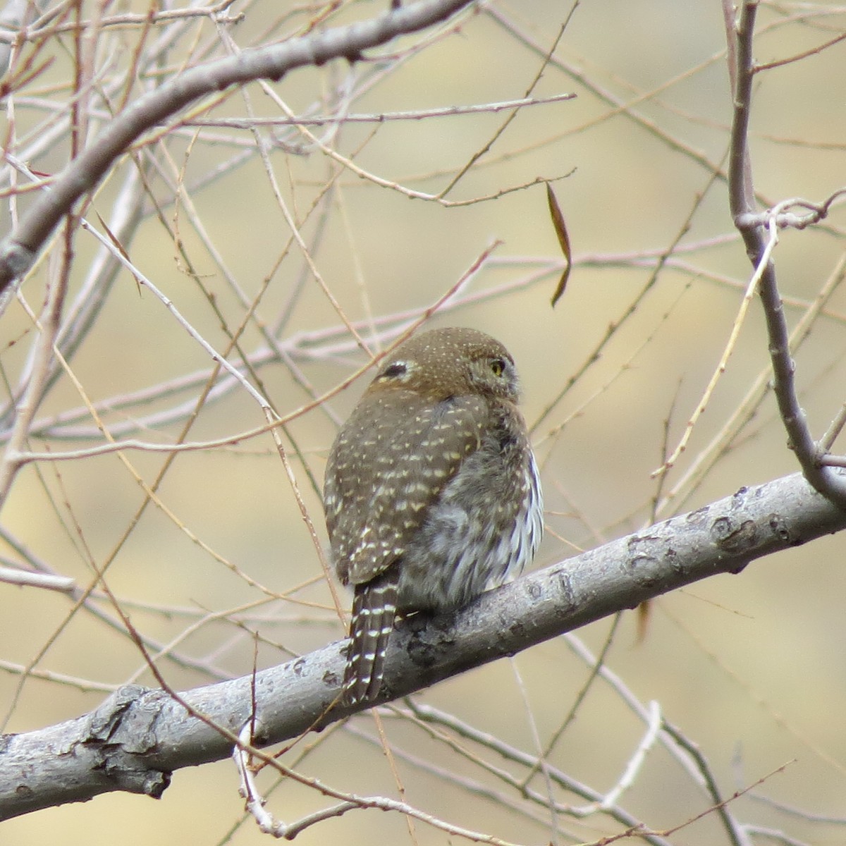 Northern Pygmy-Owl (Mountain) - ML134205551