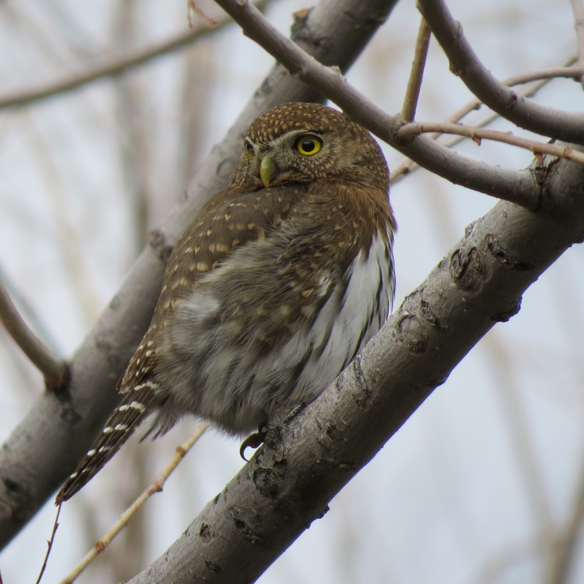 Northern Pygmy-Owl (Mountain) - ML134205561