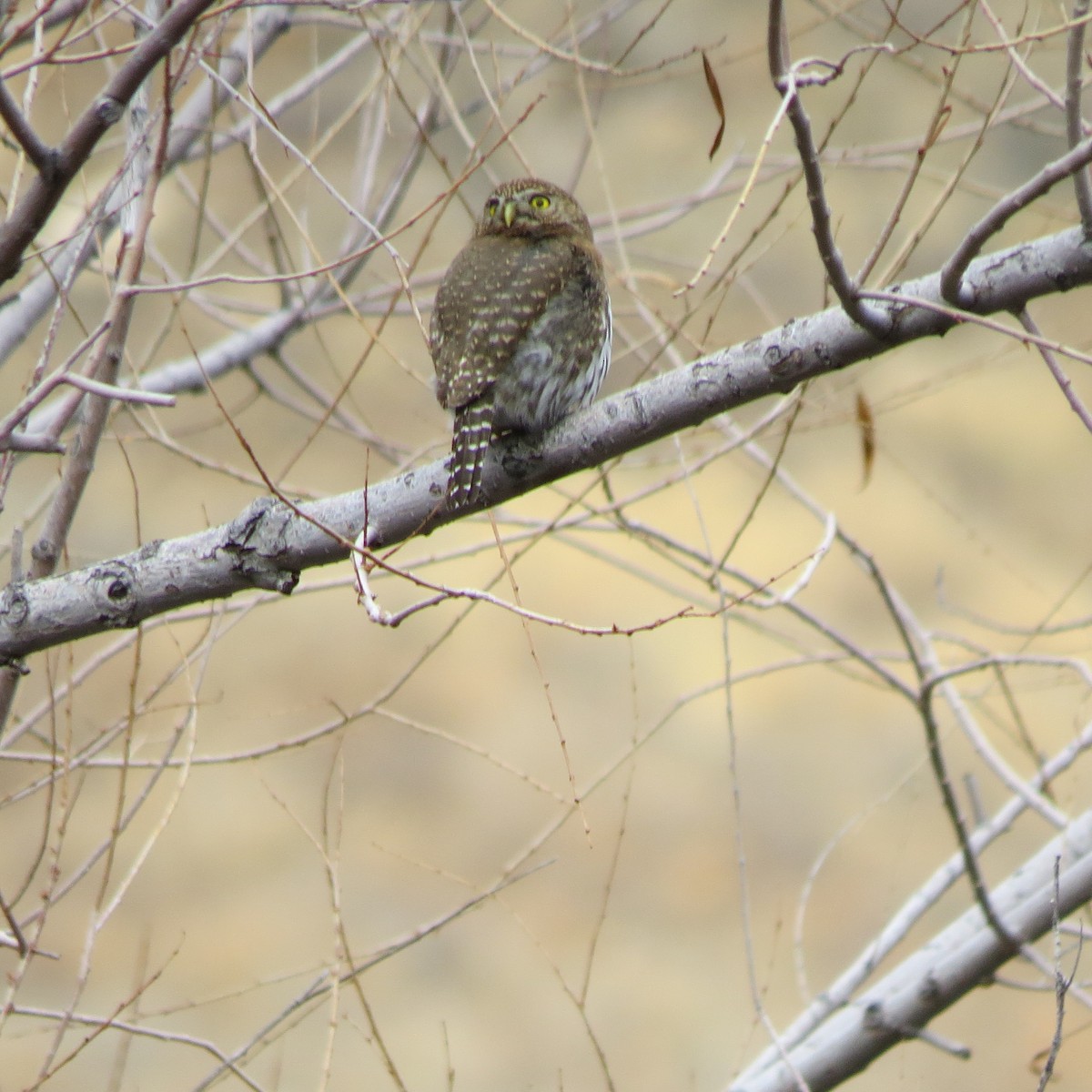 Northern Pygmy-Owl (Mountain) - ML134205631