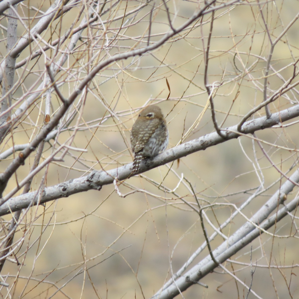 Northern Pygmy-Owl (Mountain) - ML134205651