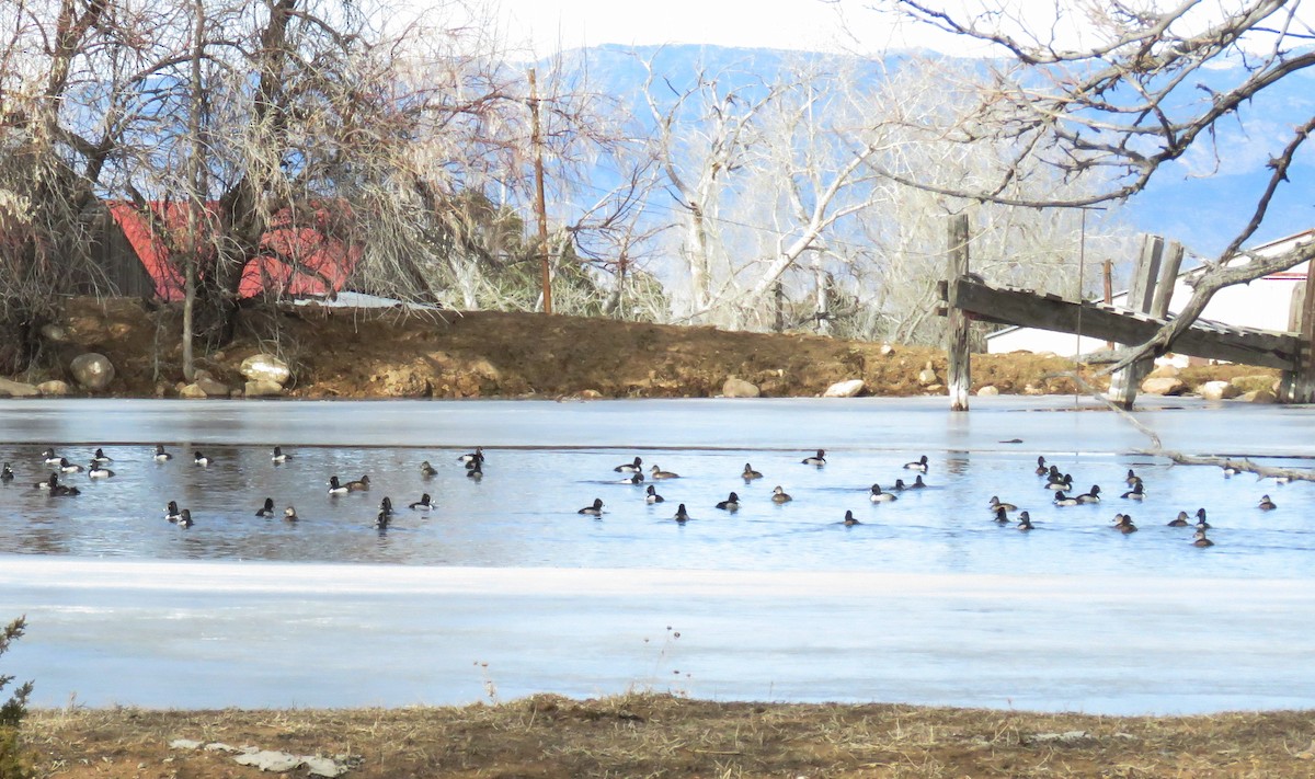 Чернь канадська - ML134205691