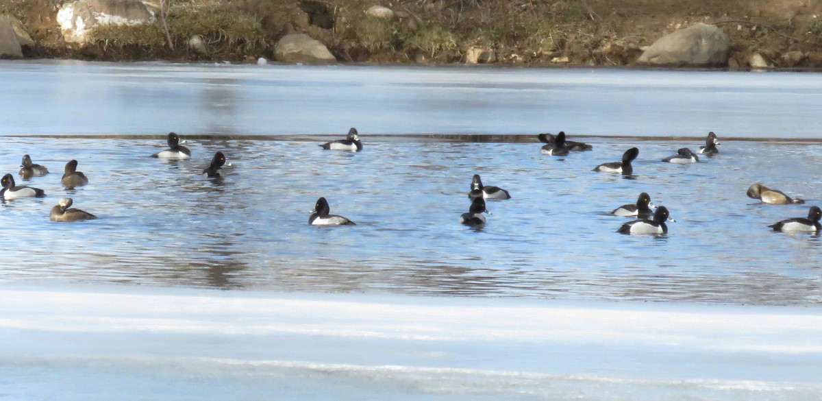 Чернь канадська - ML134205871