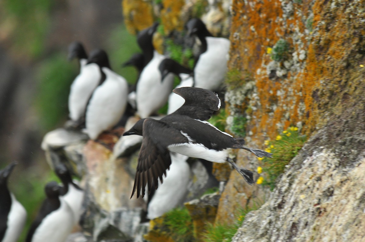 Thick-billed/Common Murre - Ryan O'Donnell