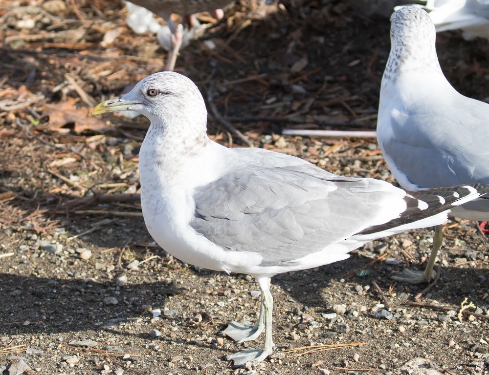 Common Gull (Kamchatka) - Allan Welby