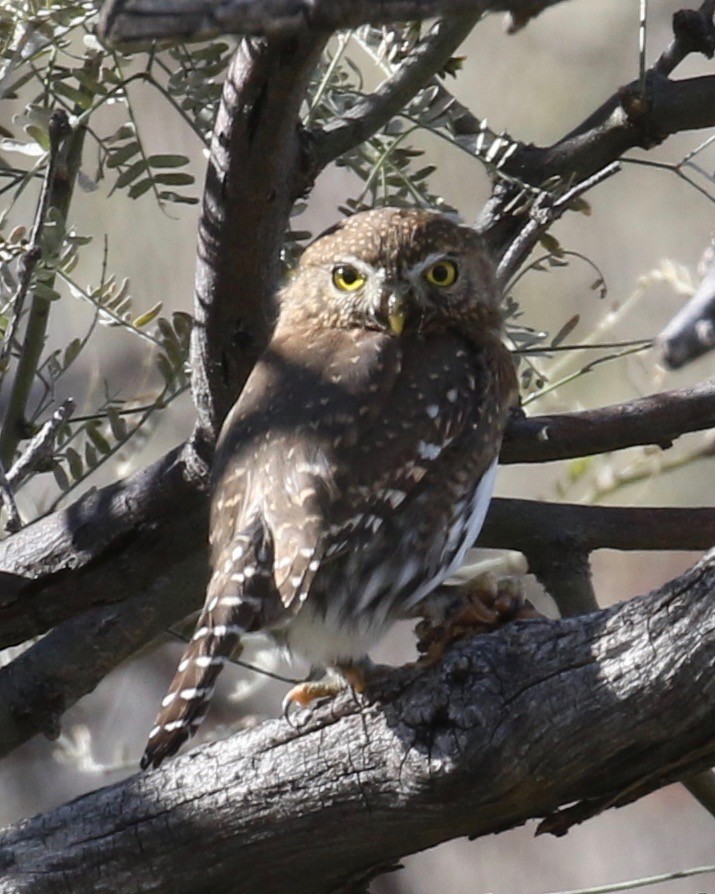 Northern Pygmy-Owl (Mountain) - ML134208261