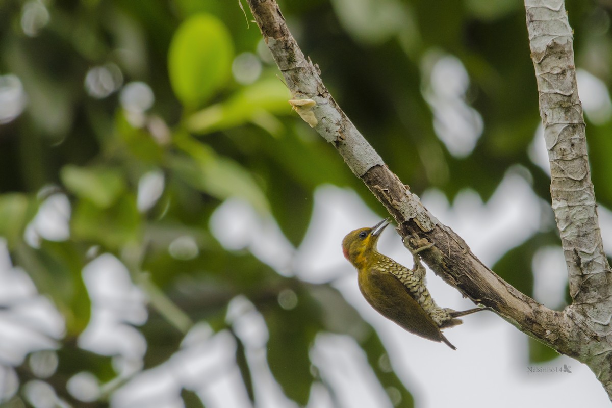 White-throated Woodpecker - Nelson Gustavo Monteros